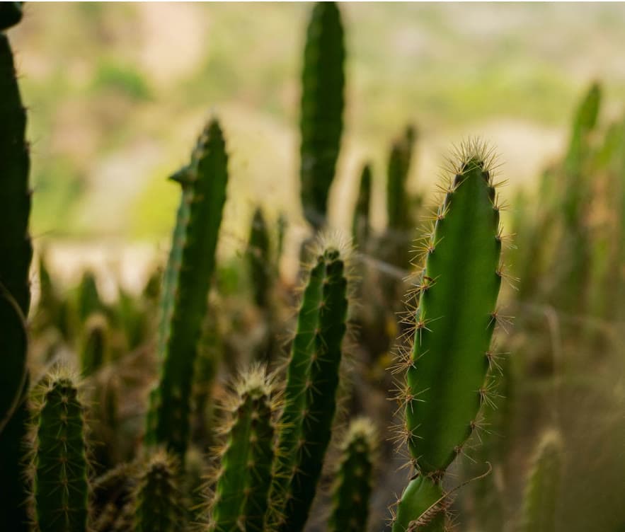 Naturaleza Viva